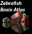 zebrafishbrain.org logo