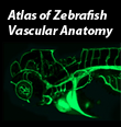 Atlas of Zebrafish Vascular Anatomy logo