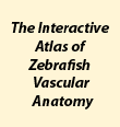 zebrafish vascular project